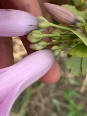 Ipomoea batatoides