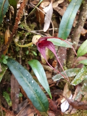 Masdevallia cucullata