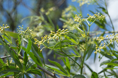 Cissus palmata