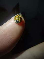 Harmonia axyridis