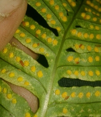 Eupteryx filicum