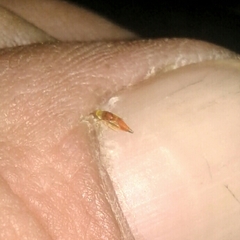 Eupteryx filicum