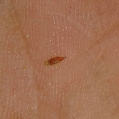 Eupteryx filicum