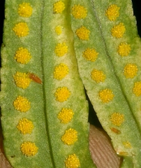 Eupteryx filicum