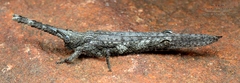 Retuspia validicornis