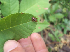 Horciasinus argentinus