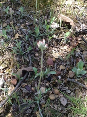 Antennaria plantaginifolia