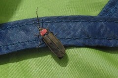 Pyractonema