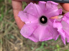 Ipomoea batatoides