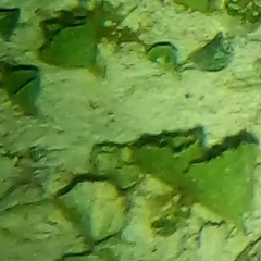 Udotea cyathiformis