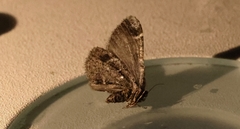 Stamnodes albiapicata