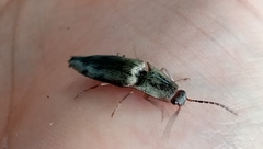 Conoderus fuscofasciatus