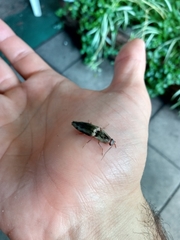 Conoderus fuscofasciatus