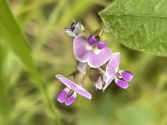 Glycine tomentella