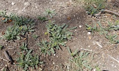 Rorippa sinuata