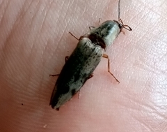 Conoderus fuscofasciatus