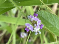 Glycine tomentella