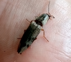 Conoderus fuscofasciatus