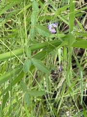 Glycine tomentella