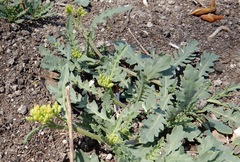 Rorippa sinuata