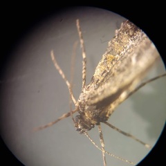 Stamnodes albiapicata