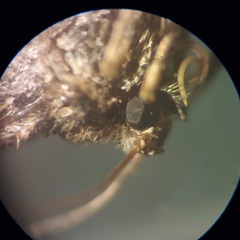 Stamnodes albiapicata