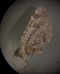 Stamnodes albiapicata