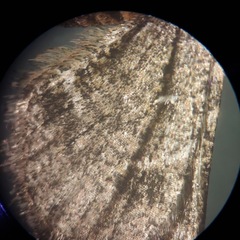 Stamnodes albiapicata