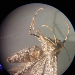 Stamnodes albiapicata