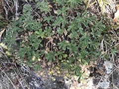 Potentilla pusilla