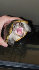 Kinosternon herrerai