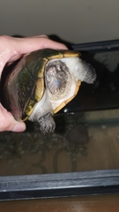 Kinosternon herrerai