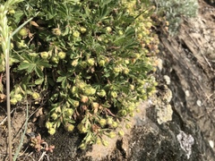 Potentilla pusilla