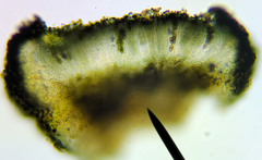Amandinea polyspora