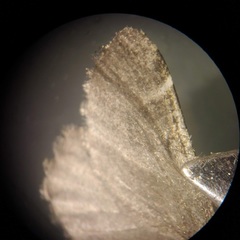 Stamnodes albiapicata