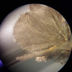 Stamnodes albiapicata