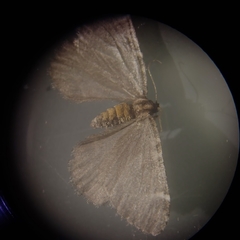 Stamnodes albiapicata