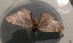 Stamnodes albiapicata