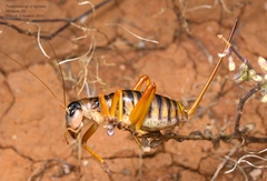 Pareremus tigrinus
