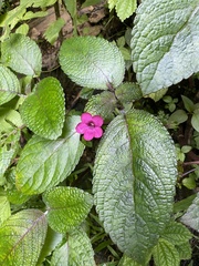 Chrysothemis melittifolia