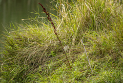 Acrocephalus australis