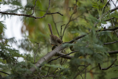 Malurus cyaneus