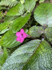 Chrysothemis melittifolia