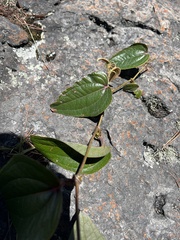 Smilax tomentosa