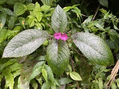 Chrysothemis melittifolia