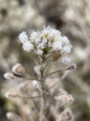 Capsella bursa-pastoris