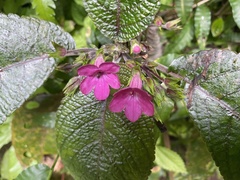 Chrysothemis melittifolia