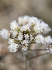 Capsella bursa-pastoris
