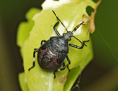 Montrouzierellus