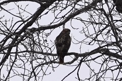 Buteo jamaicensis